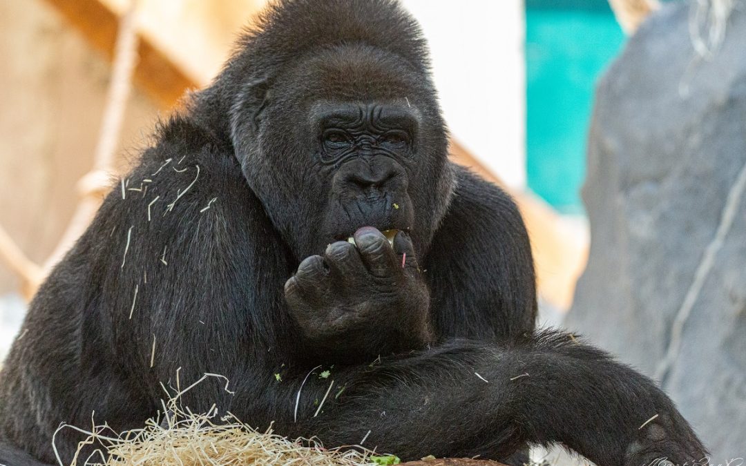 Sortie animalière