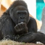 Sortie animalière