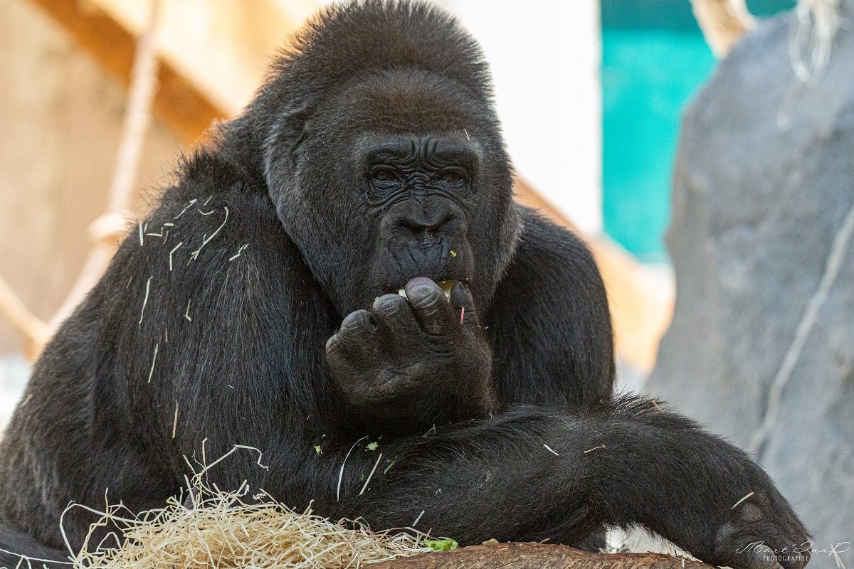 Sortie animalière