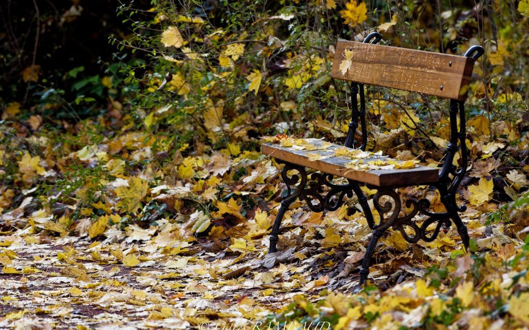 SORTIE : Saison Automne