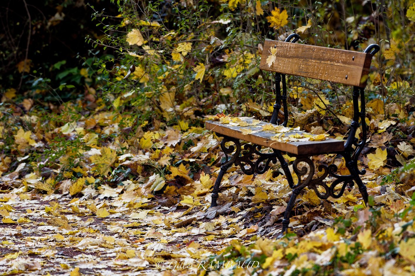 SORTIE : Saison Automne