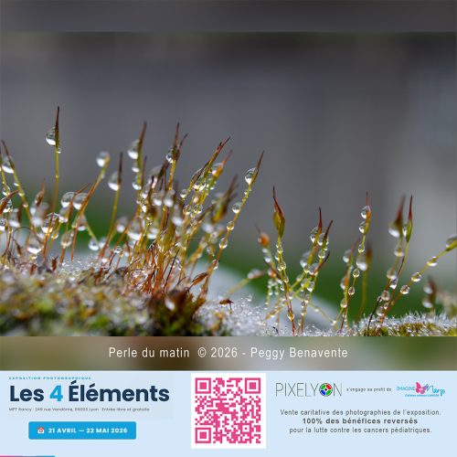 Peggy Benavente - Perles du matin