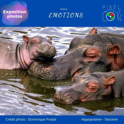 Hippopotame - Tanzanie